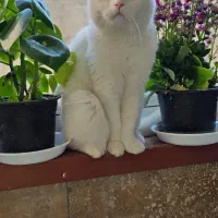 گربه نر آماده جفت گیری|گربه|تبریز, |دیوار