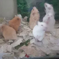 موش خرگوش همستر|موش و خرگوش|مشهد, عبادی|دیوار