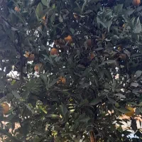 فروش خانه ویلایی|فروش خانه و ویلا|رامیان, |دیوار