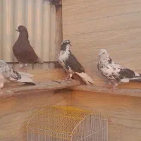 کفتر|پرنده|تهران, وردآورد|دیوار