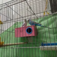 مرغ عشق|پرنده|داران, |دیوار