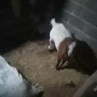 بز ماده|حیوانات مزرعه|قوچان, |دیوار