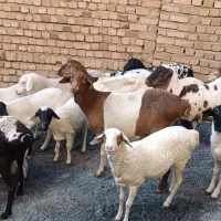 میش وبره|حیوانات مزرعه|بروجرد, |دیوار