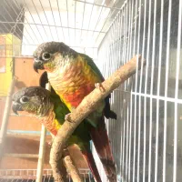 طوطی گرینچیک اناناسی|پرنده|تربتحیدریه, قائم|دیوار