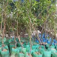 نهال های پایه دار یک سال تا پنج سال|خدمات باغبانی و درختکاری|اردبیل, |دیوار