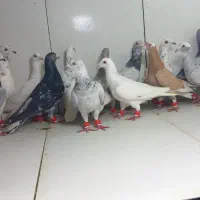 دسته ۱۵تایی پرشی سار