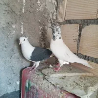 کفتر تهرونی نروماده و نر کله ای.دوکت.سوسکی|پرنده|اصفهان, دارک|دیوار