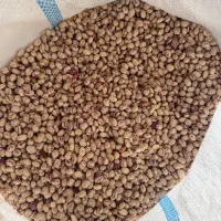 لوبیا چینی عمده