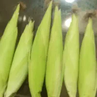 بلال شیری