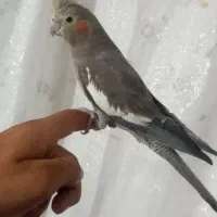 جفت عروس هلندی