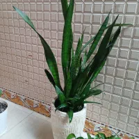 گل طبیعی سرحال  با قیمت خیلی مناسب|گل و گیاه طبیعی|یاسوج, |دیوار