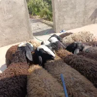 12راس بره شیرمست شالی لاغر استخوان درشت|حیوانات مزرعه|قزوین, |دیوار