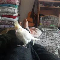 عروس لوتینیو نر