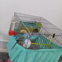 یک جفت مرغ عشق