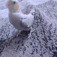 عروس هلندی|پرنده|بندرعباس, |دیوار