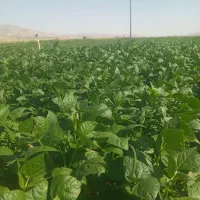 کاه لوبیا درجه یک تازه کوبیده شده