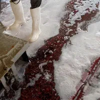 قالیشویی/ رفوگری /مبلشویی پرویزی|خدمات نظافت|فردیس, ثابتی|دیوار