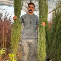 نهال کاج مناسب فضای سبز و محوطه سازی