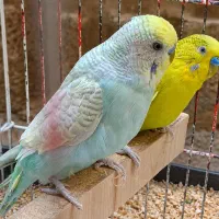 مرغ عشق