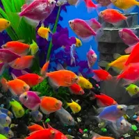 انواع ماهی های زینتی و....