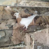 طوقی هفت رنگ. به شرط تخم جوجه|پرنده|سبزوار, امیر کبیر|دیوار