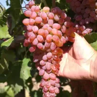 فروش نهال پربار و دیرگل باقری|خدمات باغبانی و درختکاری|زنجان, |دیوار