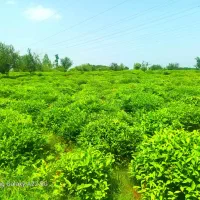 پخش چای گیلان