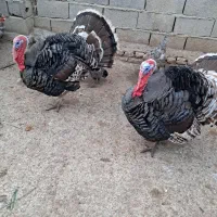 بوقلمون کرچ بوقلمون نر چاق برنزه