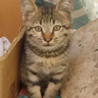 گربه گمشده در پونک بهرامپور ۴