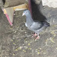 کفتر