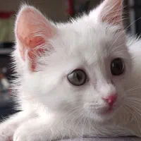 پرشین کلاسیک ماده 4ماهه