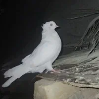 میبد|پرنده|یزد, |دیوار
