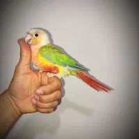 گرینچیک اهلی نر|پرنده|بوشهر, |دیوار