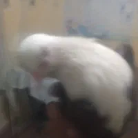 کبوتر کفتر کلاغ کربلایی کله سفید|پرنده|چابهار, |دیوار