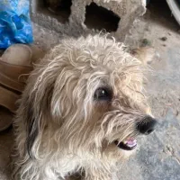 سگ پا کوتا