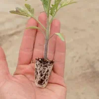 نشا فلفل تند، فلفل شیرین، فلفل دلمه ،گوجه، بادمجان