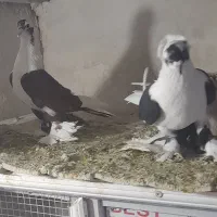 کفتر|پرنده|تبریز, |دیوار