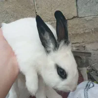 خرگوش نروماده|موش و خرگوش|انگوت, |دیوار