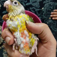 جوجه گرینچیک|پرنده|مشهد, آبکوه|دیوار