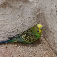 مرغ عشق پروانه ای وانگلیسی|پرنده|شیراز, جوادیه|دیوار