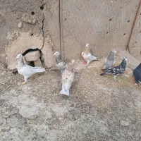 کبوتر هفرنگ