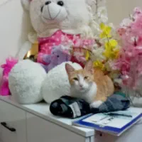 گربه یه سال نیمش هست|گربه|قم, سالاریه|دیوار