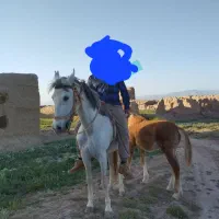 اسب|اسب و تجهیزات اسبسواری|نیشابور, دربقاضی|دیوار