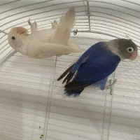 کوتوله برزیلی