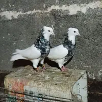 کفتر جفتگاه رنگه و المانی و هفترنگ