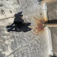 سگ ژرمن