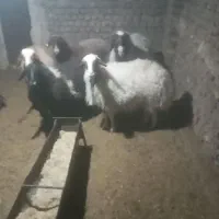 چهار عدد میش اوستن مناسب برای داشتی|حیوانات مزرعه|فردوس (خراسان), |دیوار