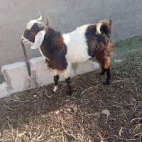 بزباکهر|حیوانات مزرعه|زهک, |دیوار