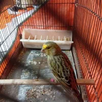 قناری ماده لیزارد سهره