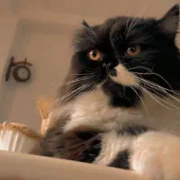 گربه|گربه|اسلامشهر, شهرک واوان|دیوار